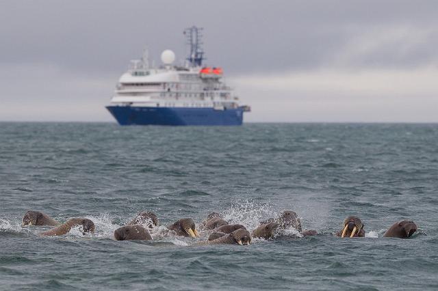 058 Andreeneset, walrussen.jpg